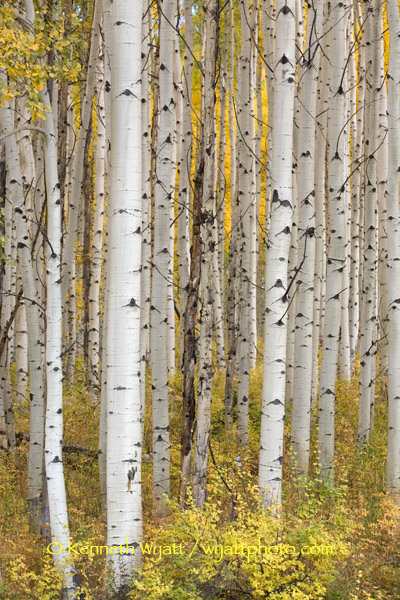 aspen, tree, trees, gold, fall, fall color, Colorado photo